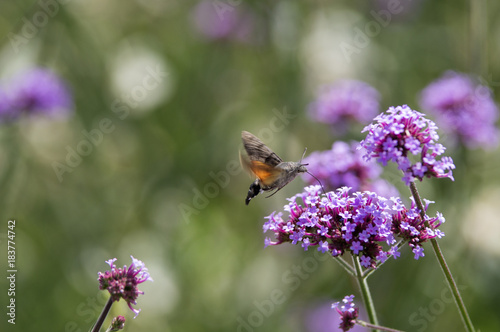 Papillon Colibri en train de butiner du nectar de fleur