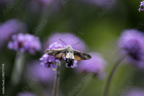 Moro Sphinx ou Papillon Colibri sur un Buddleia