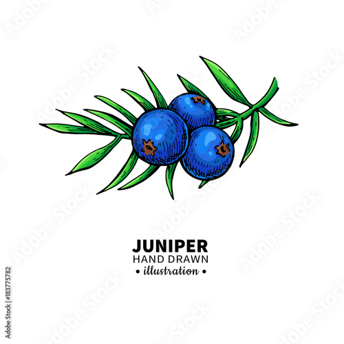 Juniper vector drawing. Isolated vintage  illustration of berry 