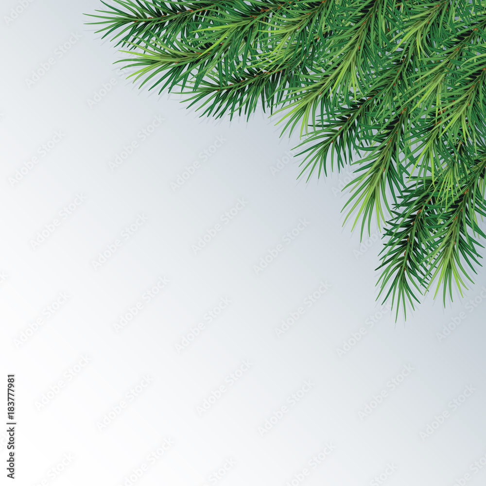  fir-tree branches- festive design. Close-up. Isolated. Christmas. New Year.   Vector Illustration .Eps 10.