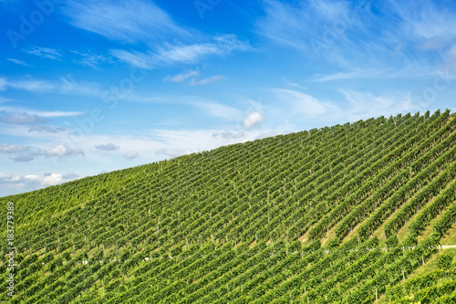 Round top of vinyeard against blue sky
