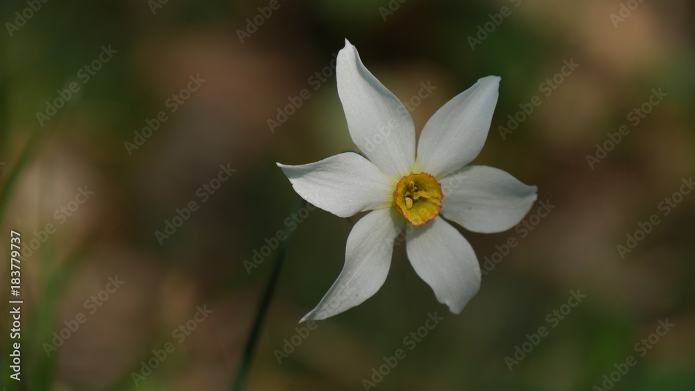 Obraz premium Narciso bianco selvatico in primavera nel bosco