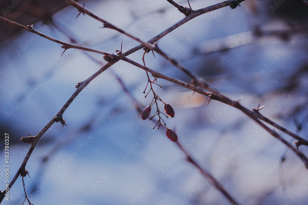 Branch with berries on blurred background Branch with berries on blurred background