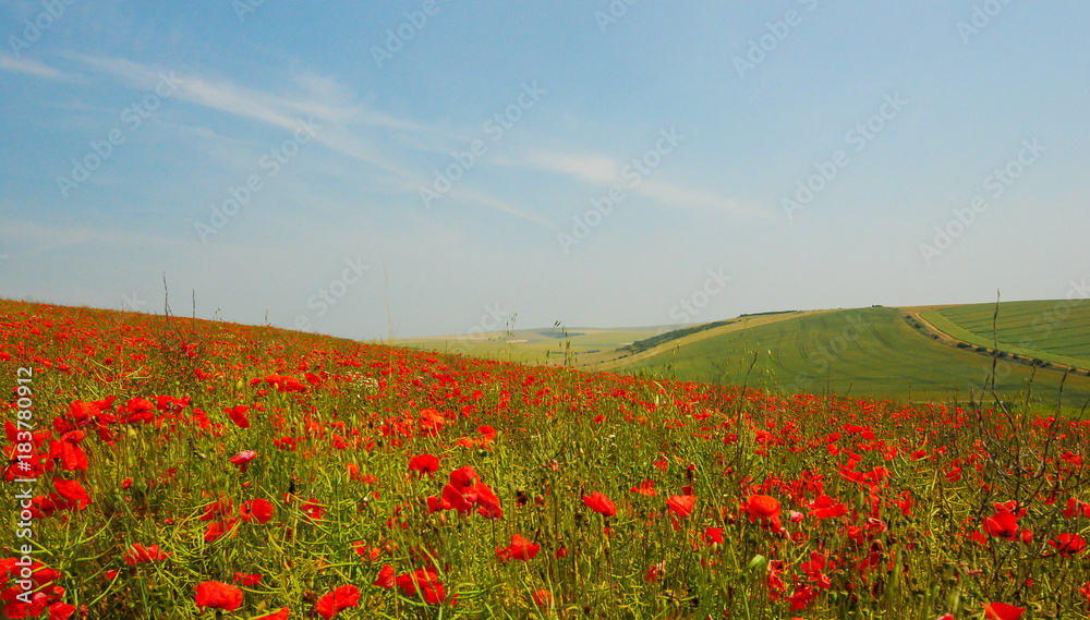 Field of poppies on downland farm Sussex England in summer