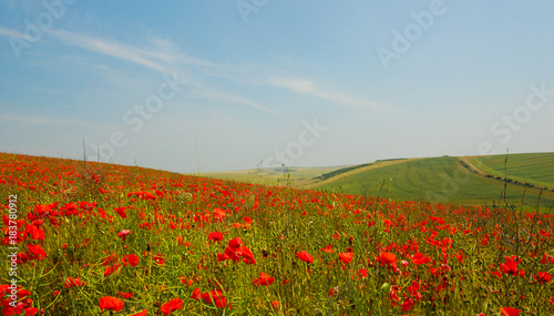 Field of poppies on downland farm Sussex England in summer