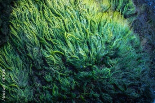 Fotografia Green algae covered granite boulder in a riverbed