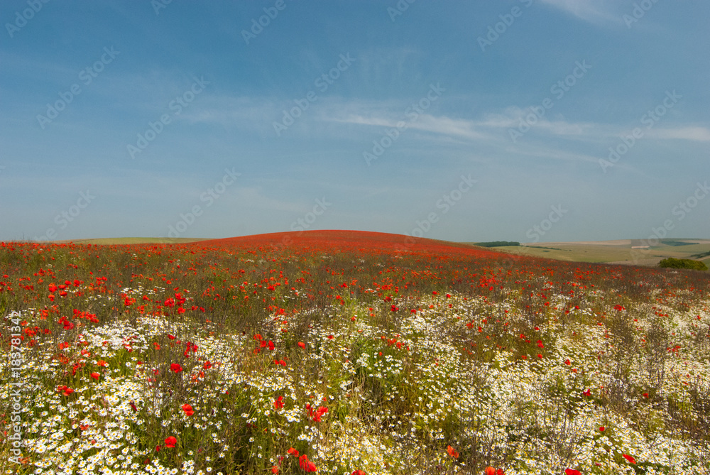 field of wild poppies and daisies rural england