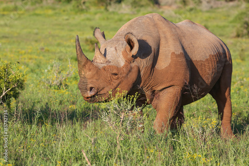 Rare Black Rhino with Muddy Hide