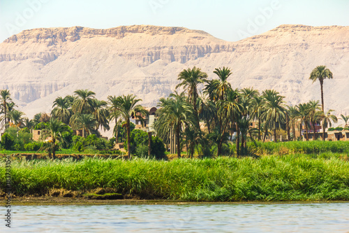 Palms and dwelling houses on the banks of the Nile