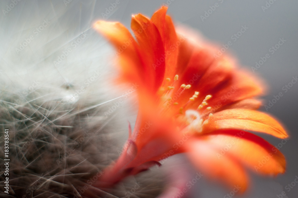 Fototapeta premium Cactus flower closeup