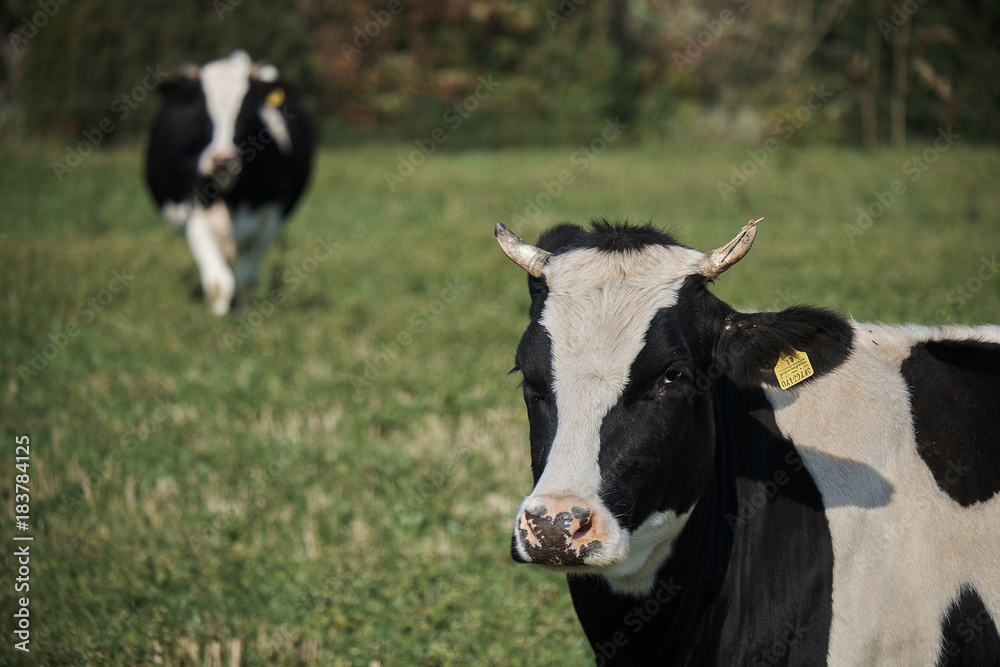 Beautiful black and white cow grazing on a summer green meadow. Close up view Beautiful black and white cow grazing on a summer green meadow. Close up view