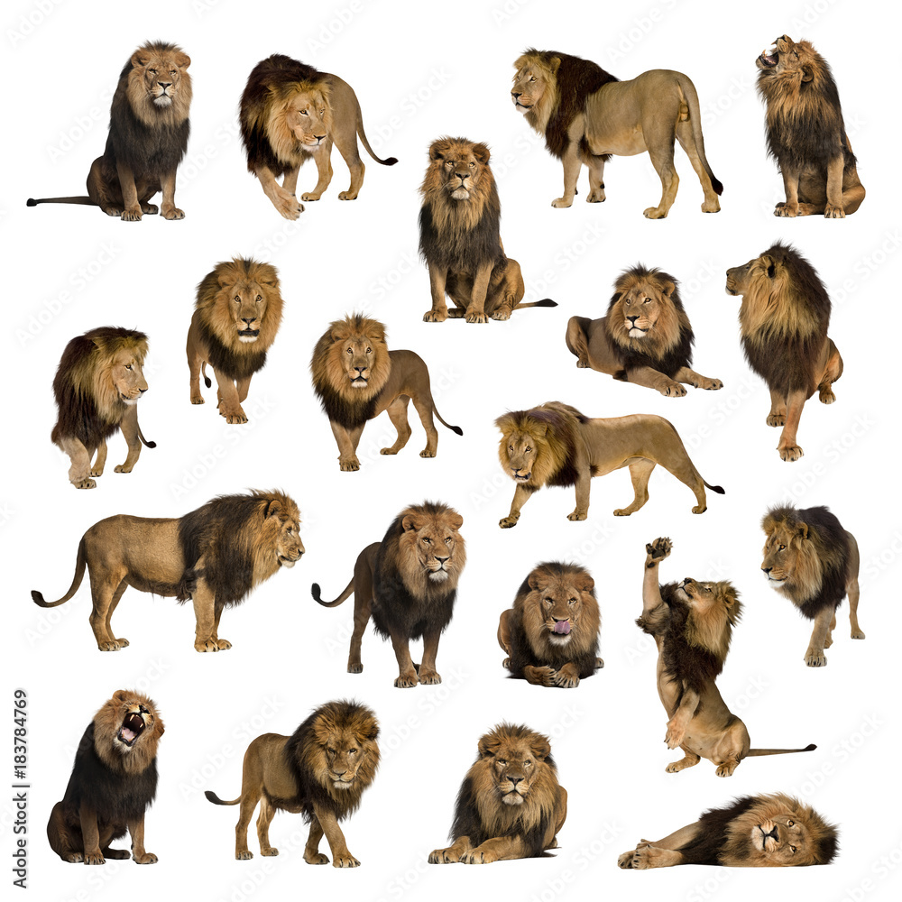 Obraz premium Duży zbiór dorosłych lwa na białym tle.