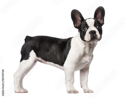 Fototapeta Naklejka Na Ścianę i Meble -  French Bulldog puppy (3 months old)