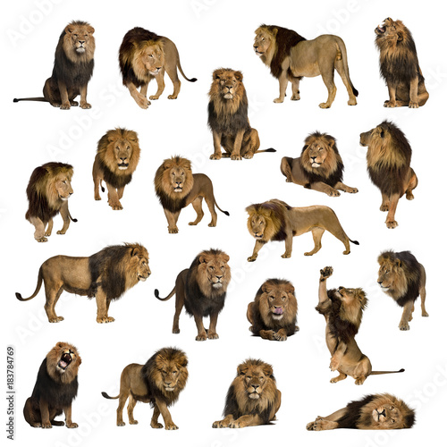 Large collection of adult lion Isolated on white background.