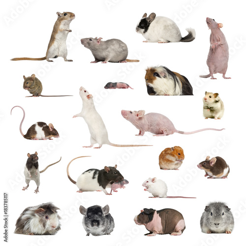 Large collection of rodent, pet and exotic, in different position