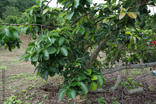 Avocado plant in avocado garden in the north of Thailand.
