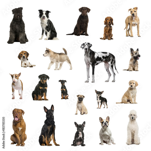 Fototapeta Naklejka Na Ścianę i Meble -  Large collection of dogs, in different position