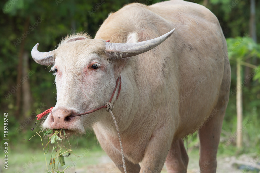 White buffalo, disorders of the body caused by mutations in the gene that controls the color is impaired, resulting in the change to pigment in the body. White buffalo, disorders of the body caused by mutations in the gene that controls the color is impaired, resulting in the change to pigment in the body.