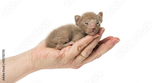 Cute little Peterbald cat kitten on the human's hands