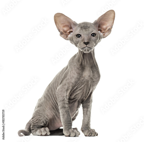 Φωτογραφία Peterbald kitten, cat, 3 mouth old, sitting, isolated on white