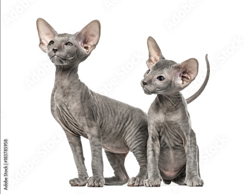 Quadro su tela Two Peterbald kittens, cats, isolated on white