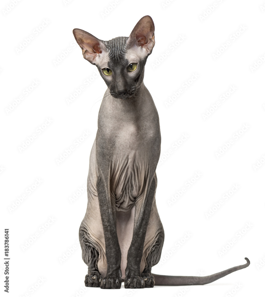 Peterbald, naked cat sitting, isolated on white