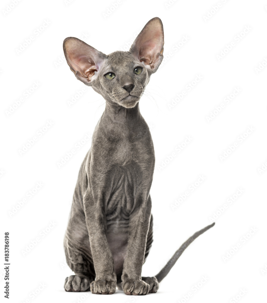 Young peterbald cat, sitting, isolated on white