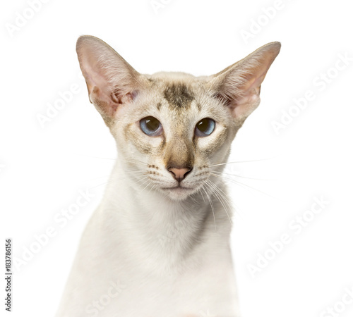 Fototapeta Naklejka Na Ścianę i Meble -  Close-up of Peterbald face