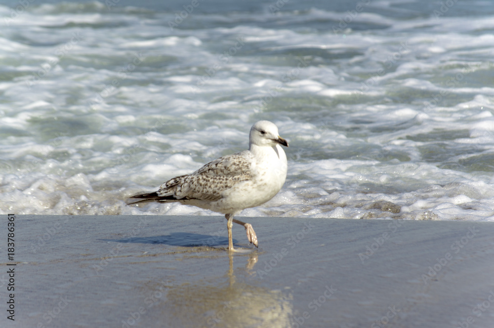 seagull near the water on the seashore seagull near the water on the seashore
