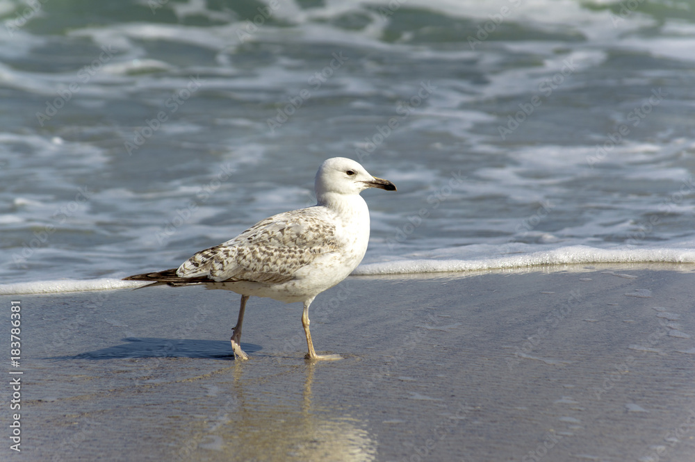 seagull near the water on the seashore