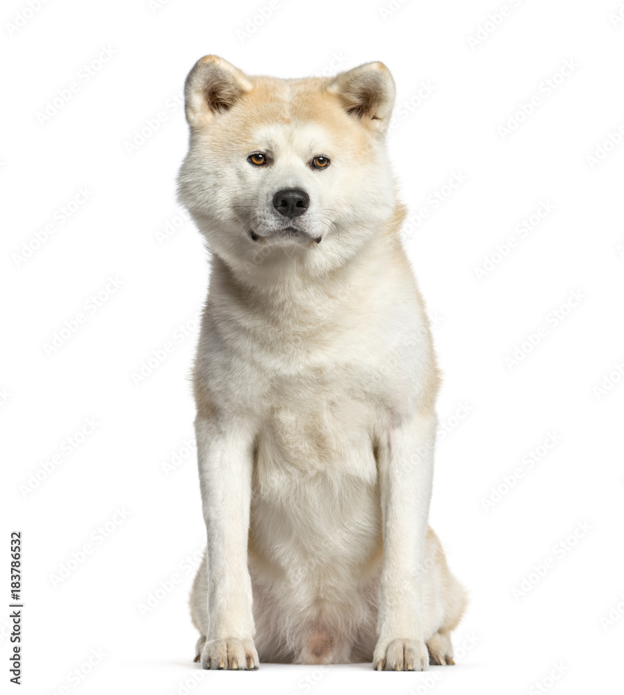 Akita inu, dog  sitting and looking at the camera, isolated on white