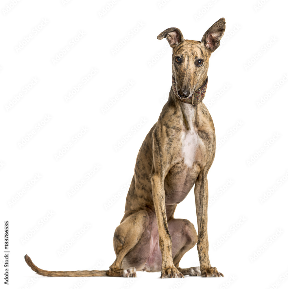 Whippet sitting and looking at the camera, isolated on white