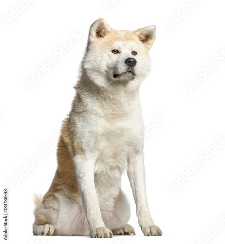 Akita inu, dog sitting and looking away, isolated on white