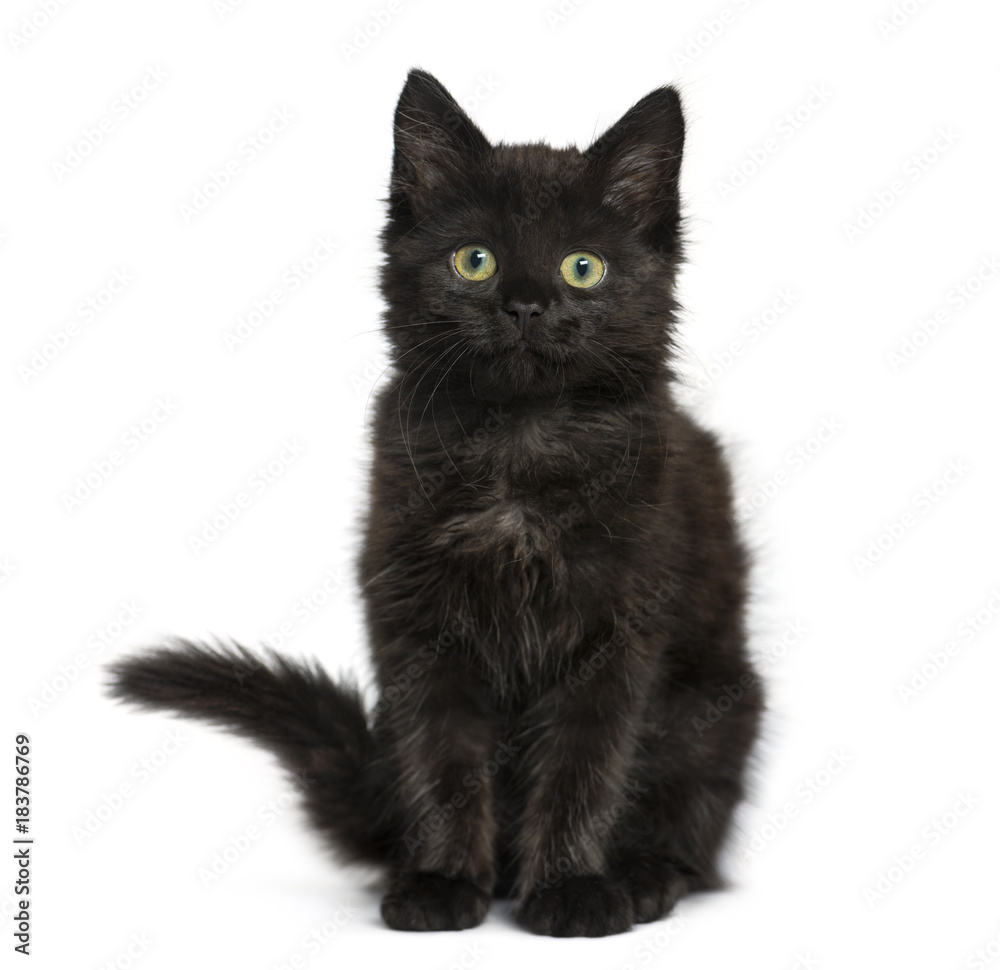 Black cat kitten sitting and looking at the camera, isolated on Black cat kitten sitting and looking at the camera, isolated on