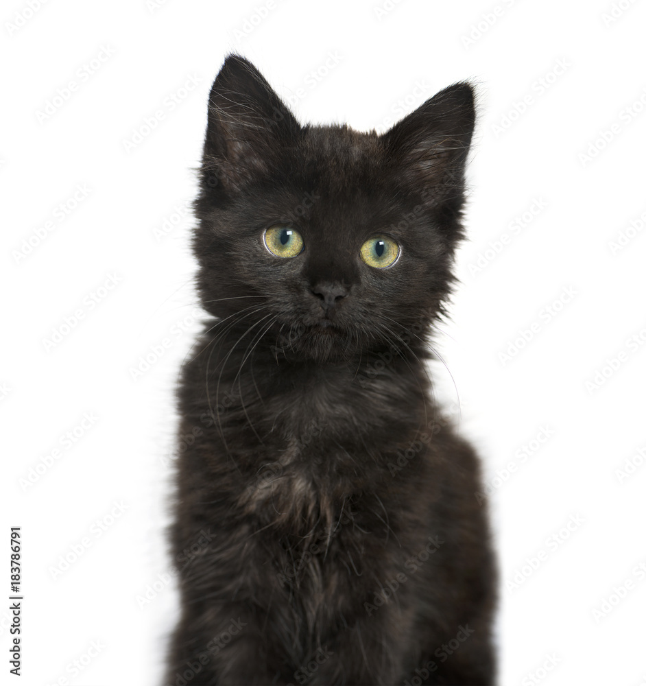 portrait of a Black cat kitten, isolated on white portrait of a Black cat kitten, isolated on white