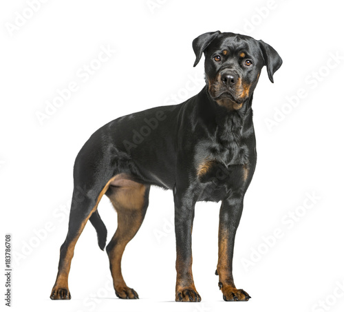 rottweiler dog, guard dog standing and looking at the camera, isolated on white