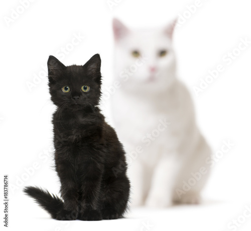 Black cat kitten and a white cat blurry in background, sitting,