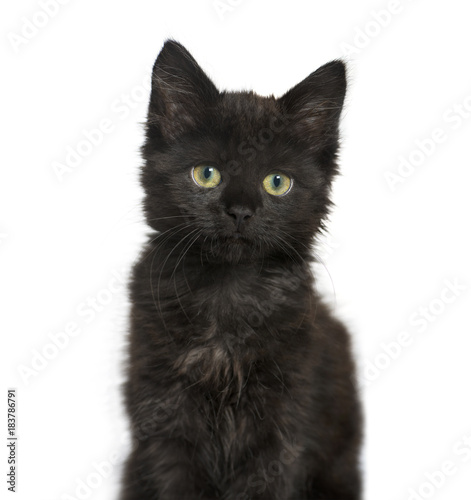 portrait of a Black cat kitten, isolated on white