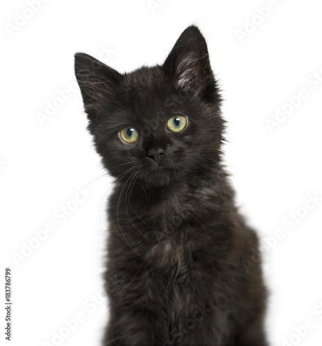 portrait of a Black cat kitten, isolated on white