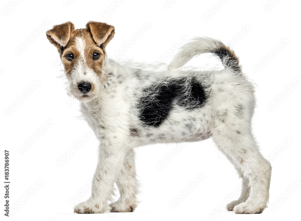Side view of a Fox terrier dog, standing, isolated on white - obrazy, fototapety, plakaty 