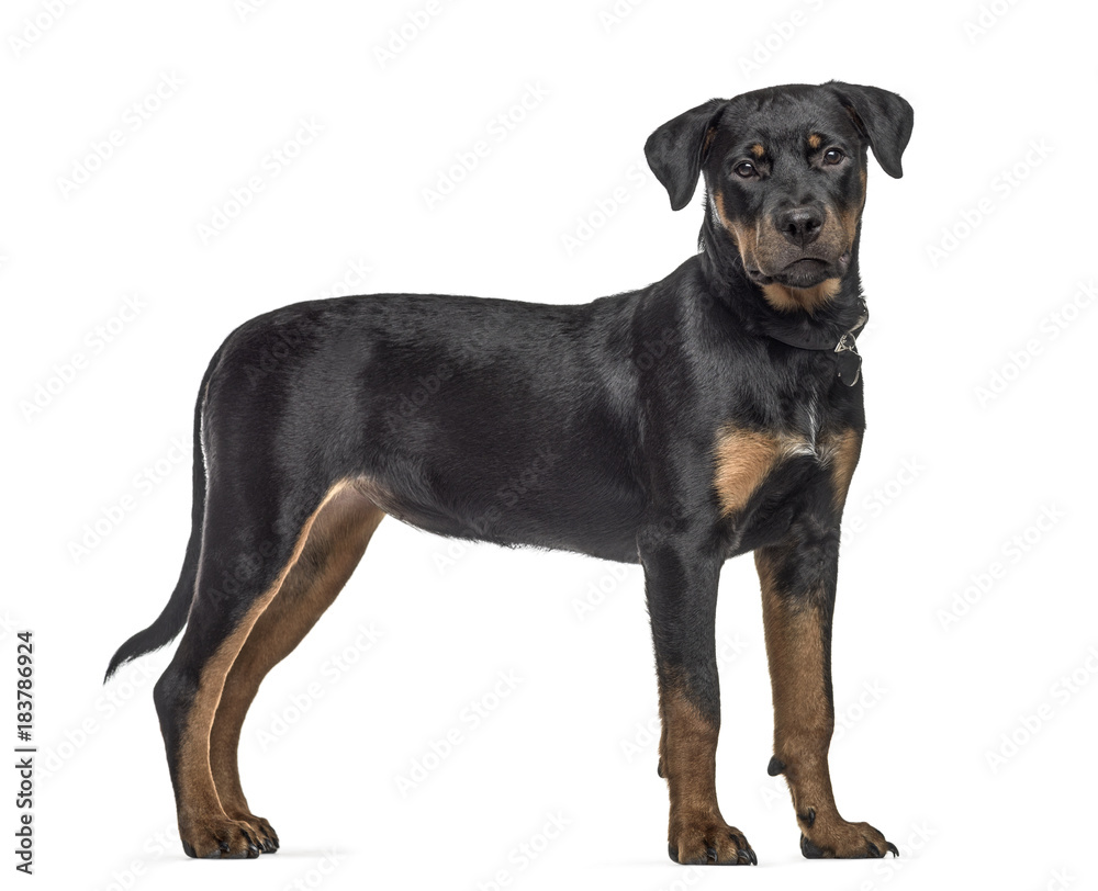 Side view of a rottweiler dog, standing, isolated on white