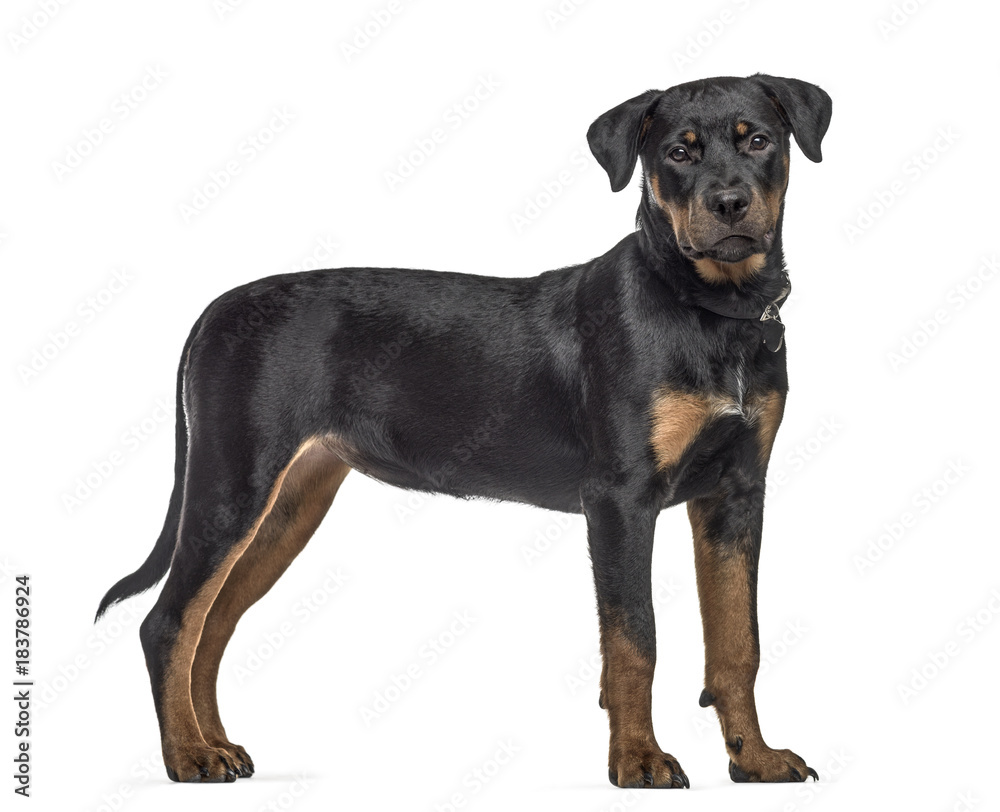 Side view of a rottweiler dog, standing, isolated on white Side view of a rottweiler dog, standing, isolated on white