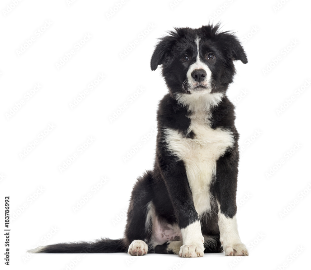 puppy border collie dog, 3 months old, sitting, isolated on whit
