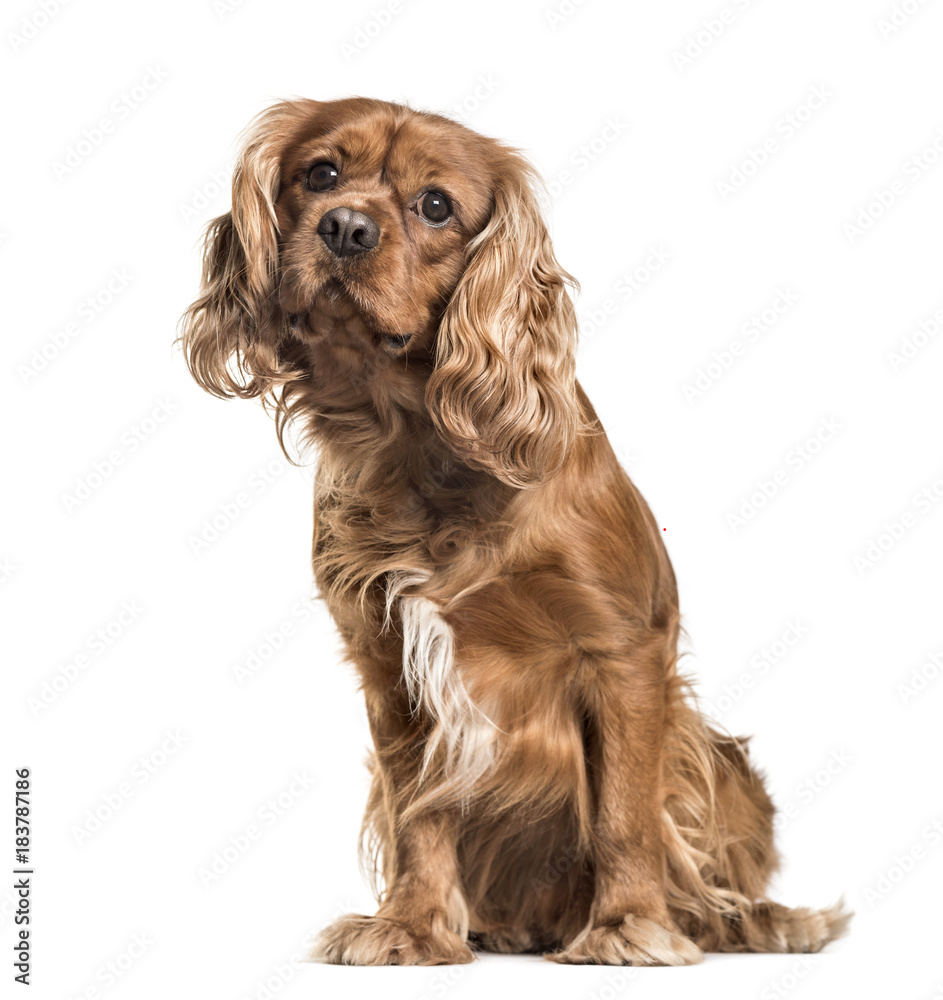 Brown cavalier King Charles Spaniel dog, sitting, isolated on wh Brown cavalier King Charles Spaniel dog, sitting, isolated on wh
