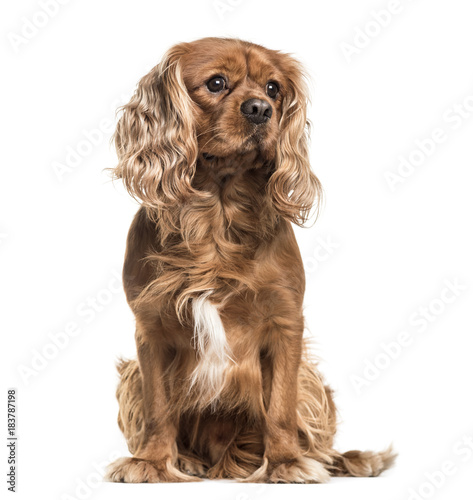 Fotografija Brown cavalier King Charles Spaniel dog, sitting, isolated on wh