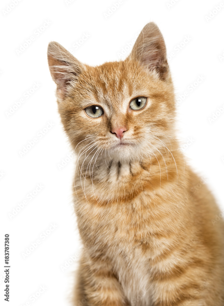 Close-up portrait on a ginger cat, white background