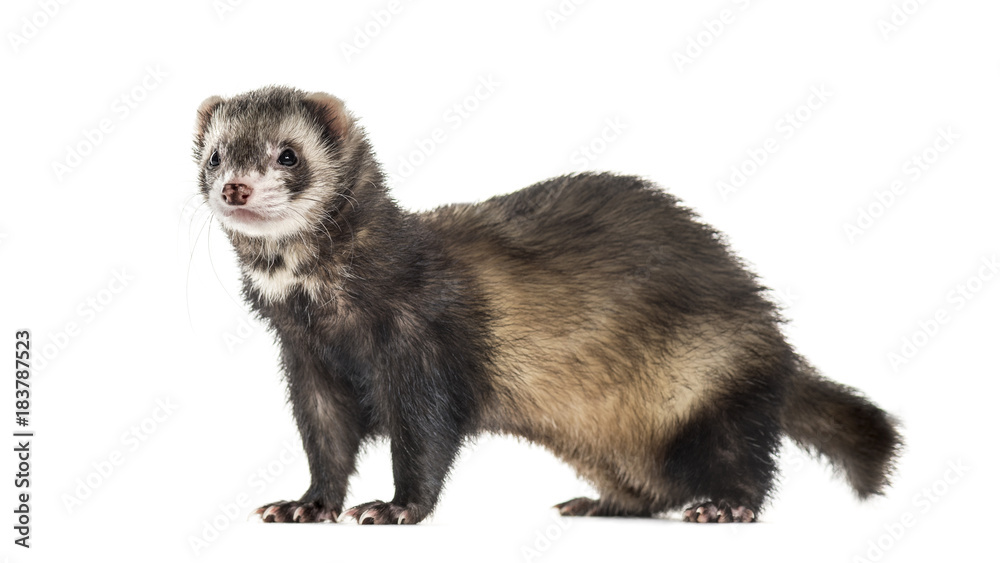 Side view of a Ferret isolated on white Side view of a Ferret isolated on white