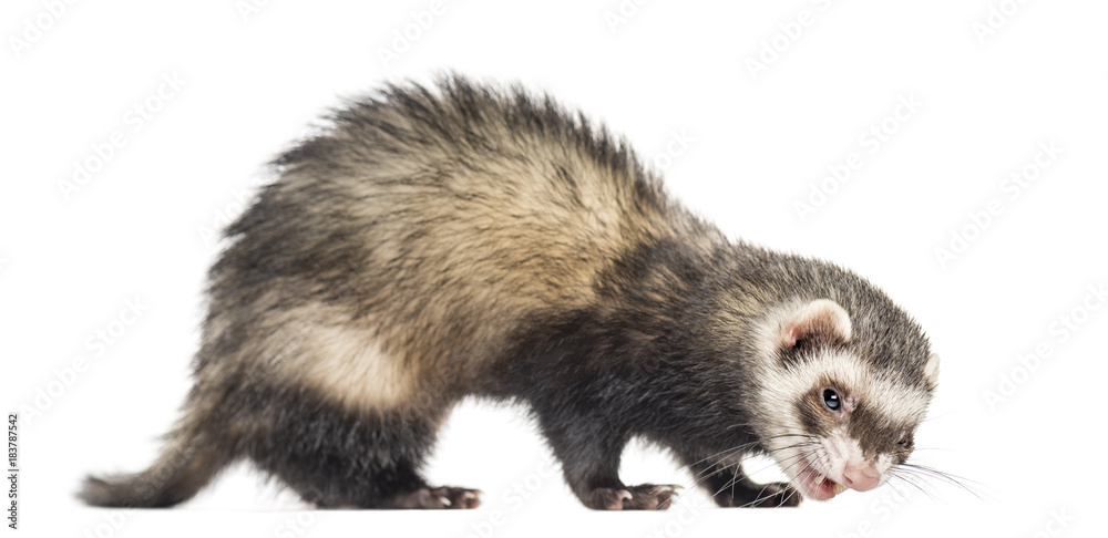Ferret eating, isolated on white Ferret eating, isolated on white