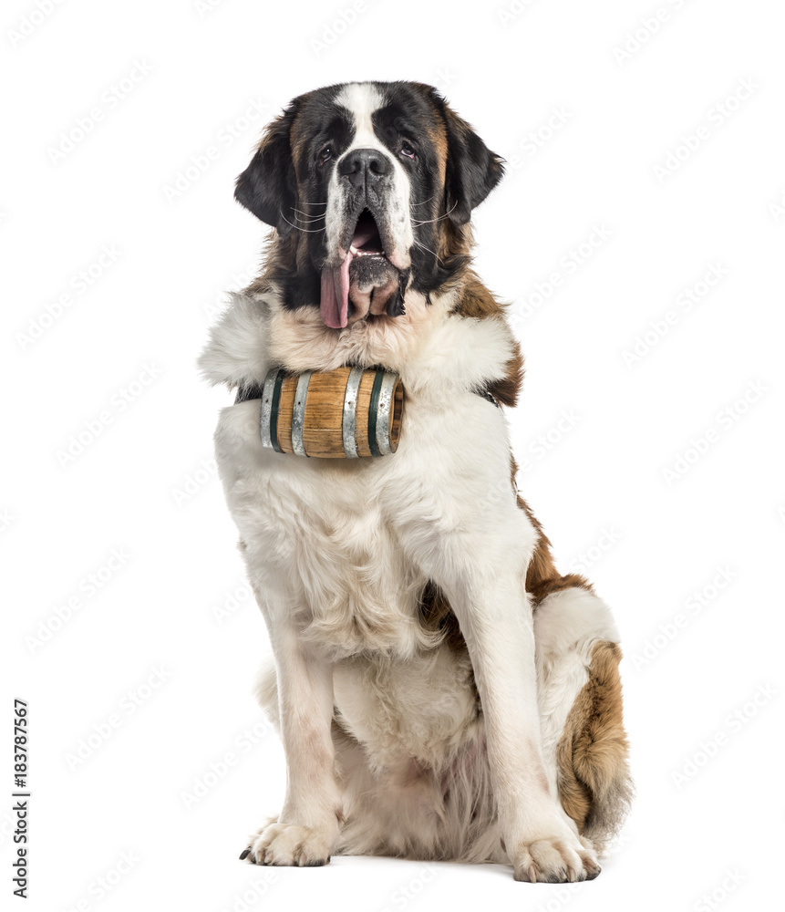 Sitting St. Bernard dog with a barrel (14 months old), isolated on white