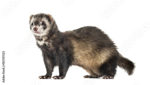 Side view of a Ferret isolated on white